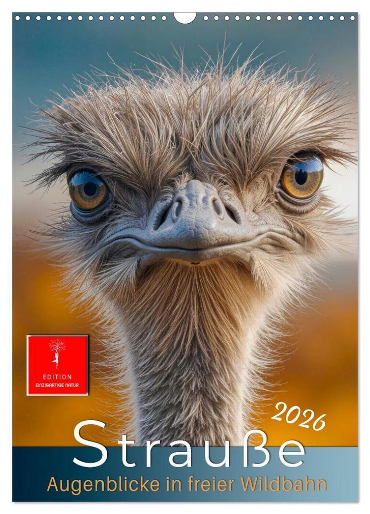 Strauße - Augenblicke in freier Wildbahn (Wandkalender 2026 DIN A3 hoch) CALVENDO Monatskalender