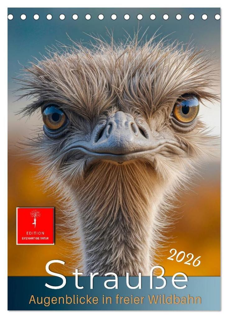 Strauße - Augenblicke in freier Wildbahn (Tischkalender 2026 DIN A5 hoch) CALVENDO Monatskalender