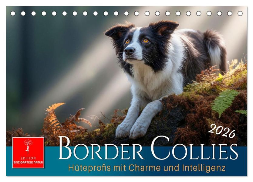 Border Collies Hüteprofis (Tischkalender 2026 DIN A5 quer) CALVENDO Monatskalender