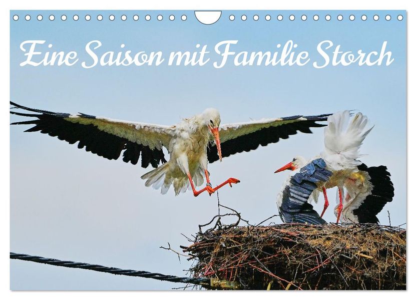 Eine Saison mit Familie Storch (Wandkalender 2026 DIN A4 quer) CALVENDO Monatskalender