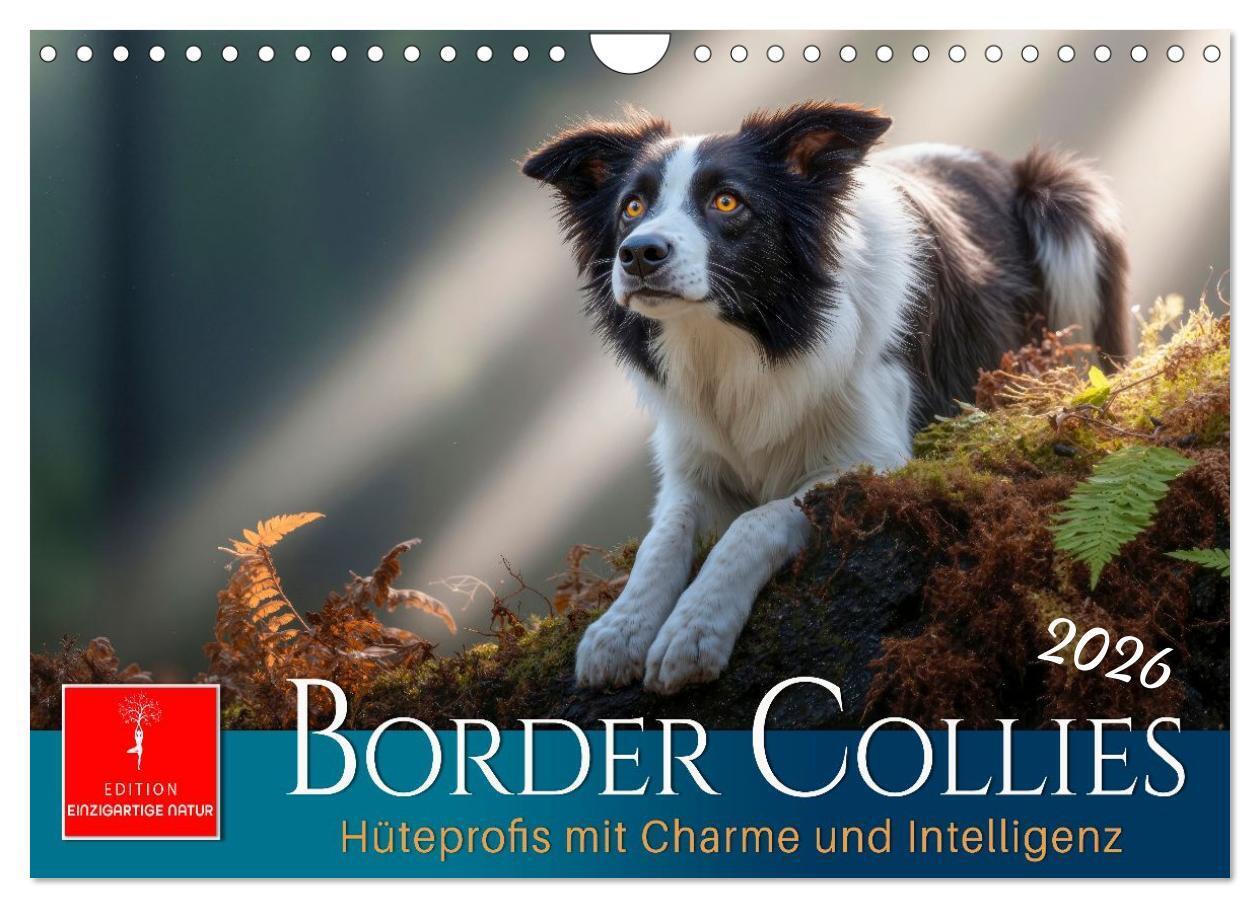 Border Collies Hüteprofis (Wandkalender 2026 DIN A4 quer) CALVENDO Monatskalender