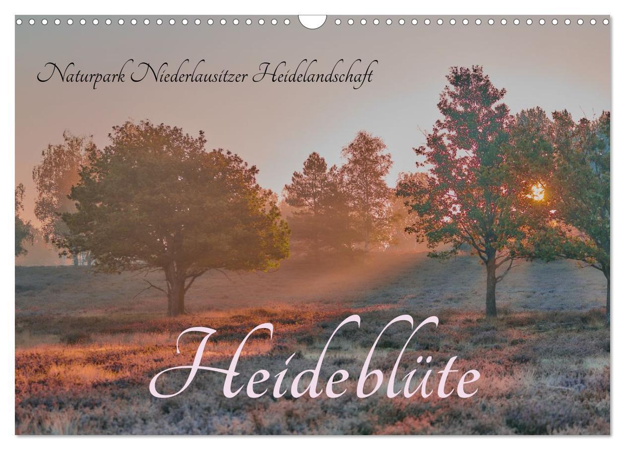 Naturpark Niederlausitzer Heidelandschaft - Heideblüte (Wandkalender 2026 DIN A3 quer) CALVENDO Monatskalender