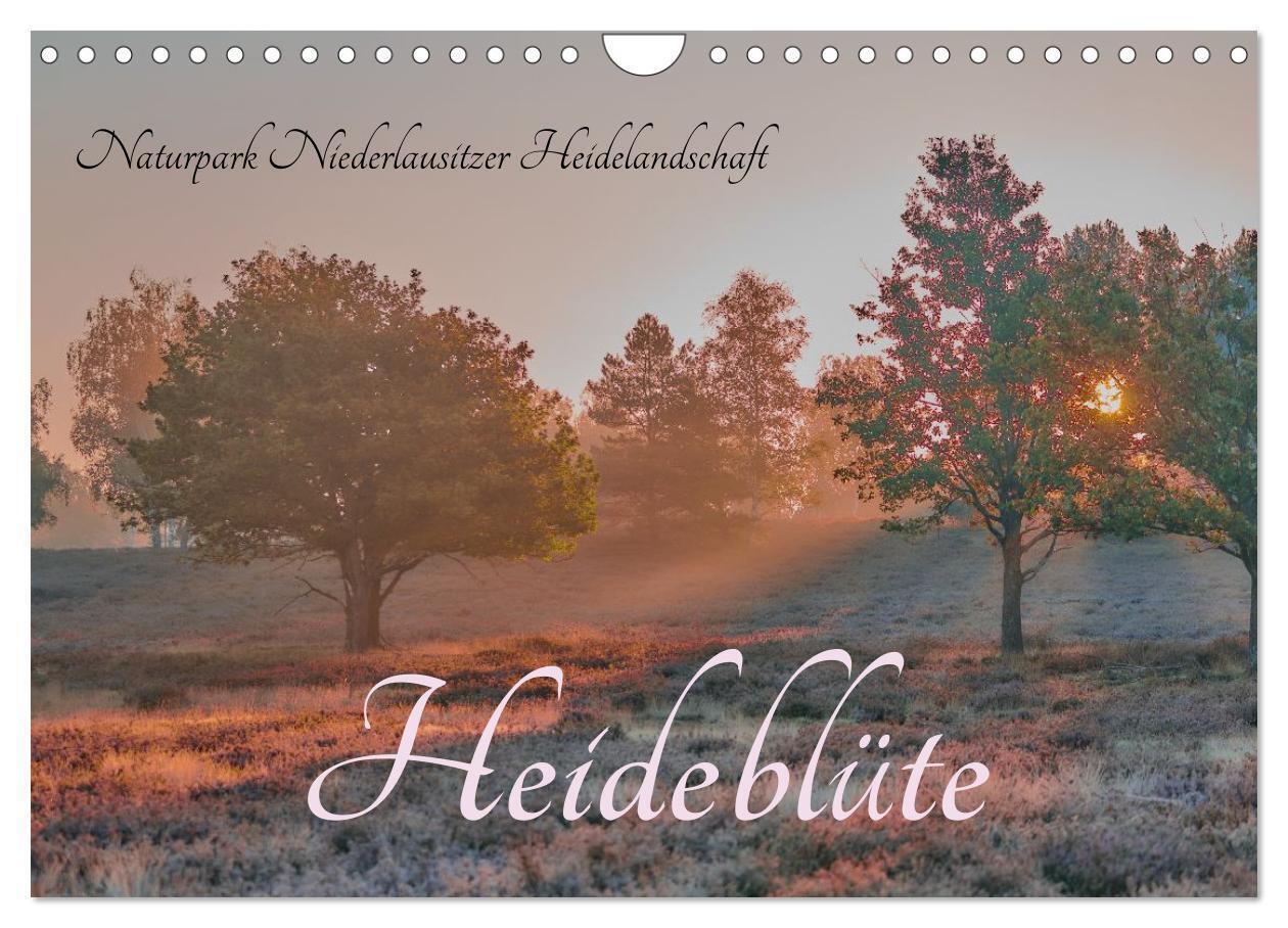 Naturpark Niederlausitzer Heidelandschaft - Heideblüte (Wandkalender 2026 DIN A4 quer) CALVENDO Monatskalender