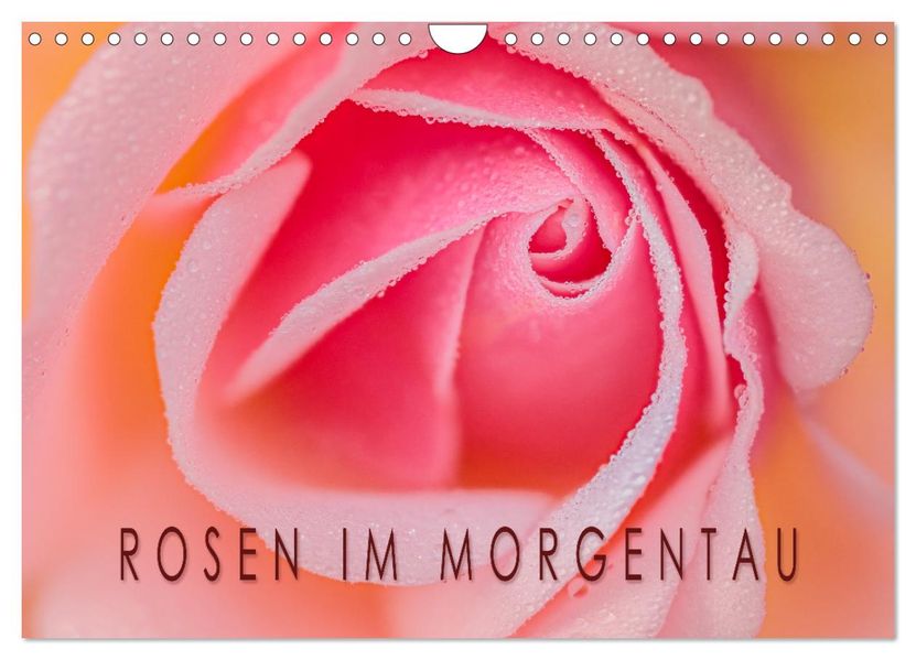 Rosen im Morgentau (Wandkalender 2026 DIN A4 quer) CALVENDO Monatskalender