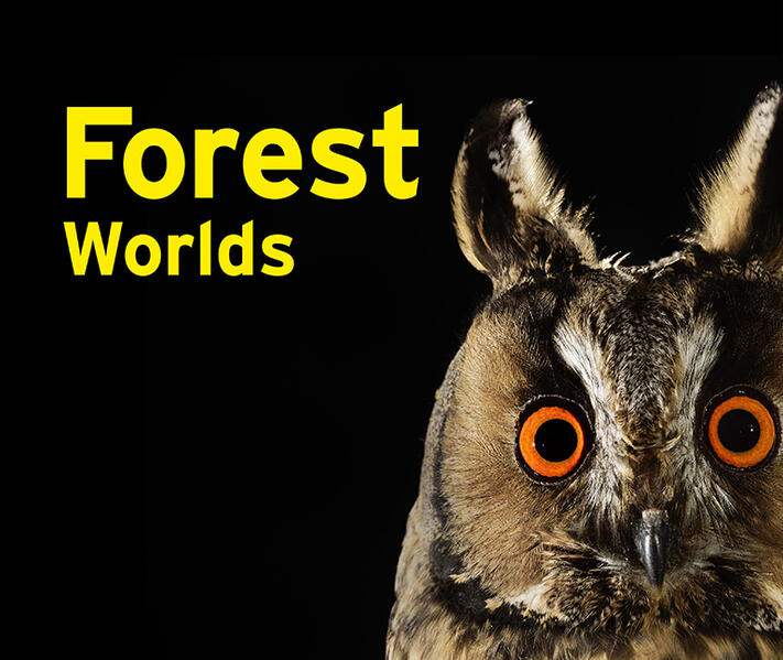 Forest Worlds
