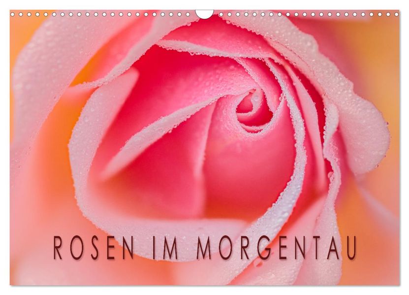 Rosen im Morgentau (Wandkalender 2026 DIN A3 quer) CALVENDO Monatskalender