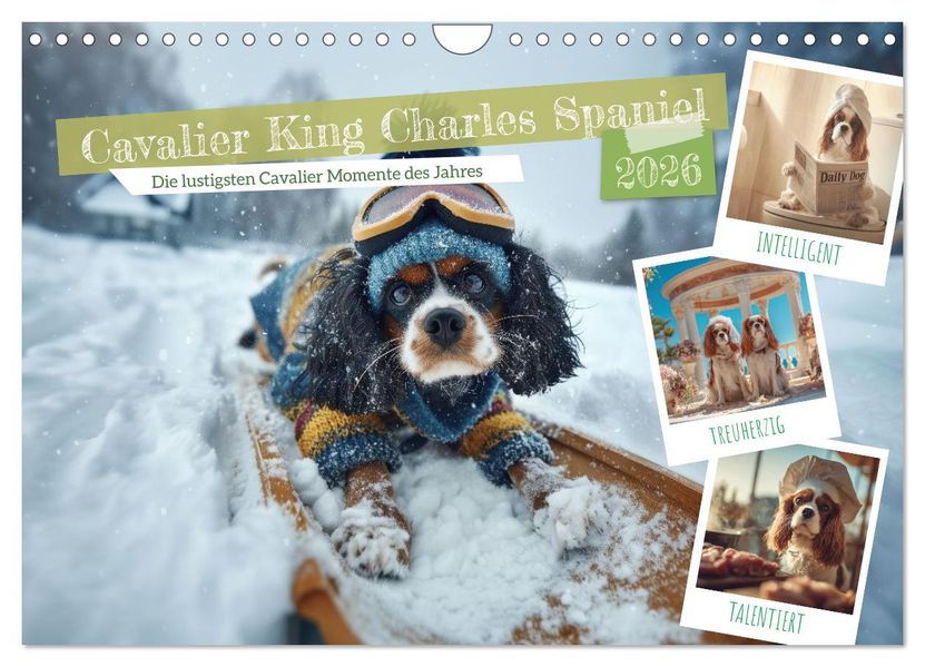 Cavalier King Charles Spaniel. Die lustigsten Cavalier Momente des Jahres. (Wandkalender 2026 DIN A4 quer) CALVENDO Monatskalender