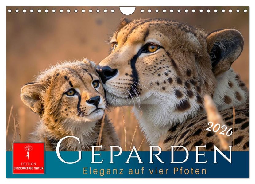 Geparden - Eleganz auf vier Pfoten (Wandkalender 2026 DIN A4 quer) CALVENDO Monatskalender