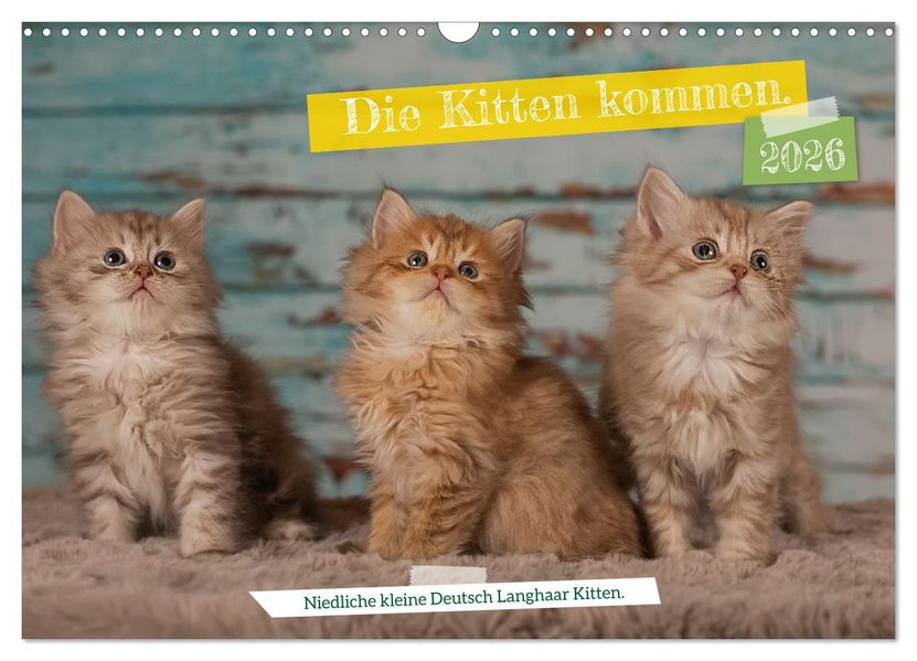 Die Kitten kommen. (Wandkalender 2026 DIN A3 quer) CALVENDO Monatskalender