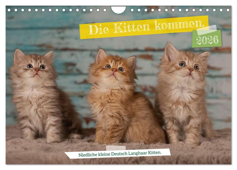 Die Kitten kommen. (Wandkalender 2026 DIN A4 quer) CALVENDO Monatskalender