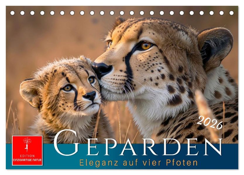 Geparden - Eleganz auf vier Pfoten (Tischkalender 2026 DIN A5 quer) CALVENDO Monatskalender