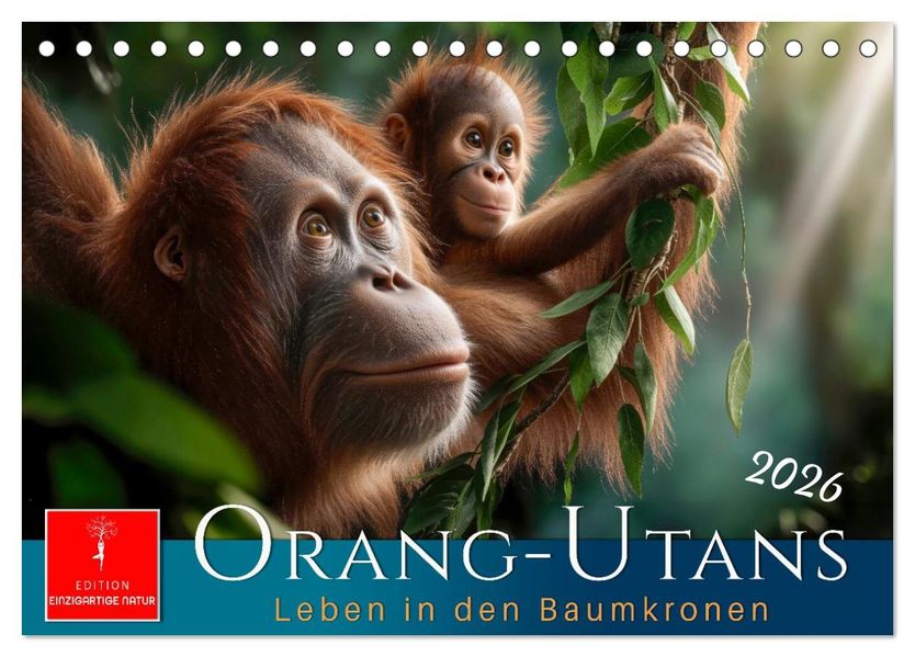 Orang Utans - Leben in den Baumkronen (Tischkalender 2026 DIN A5 quer) CALVENDO Monatskalender