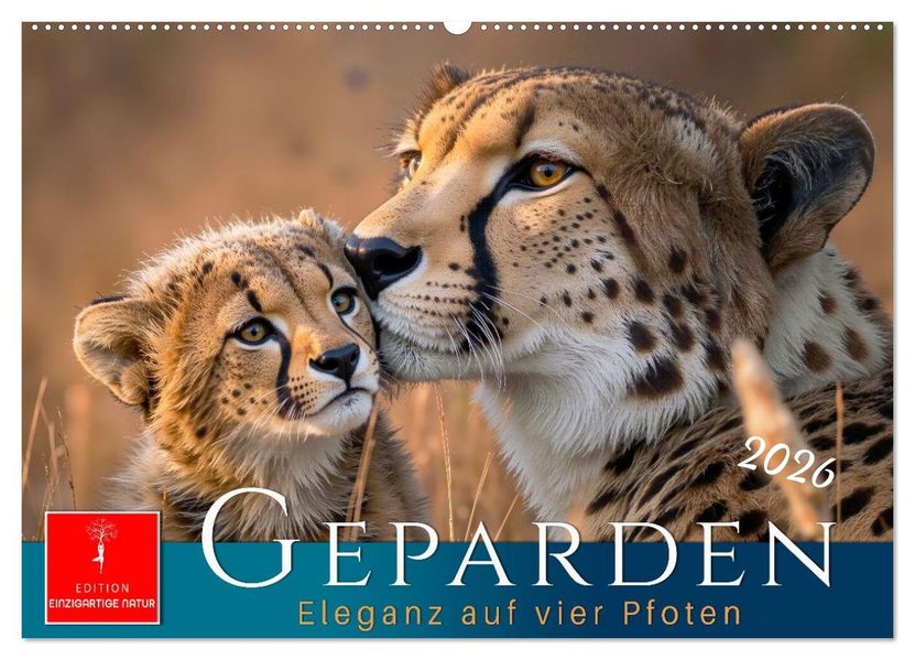 Geparden - Eleganz auf vier Pfoten (Wandkalender 2026 DIN A2 quer) CALVENDO Monatskalender