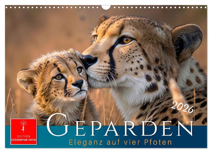 Geparden - Eleganz auf vier Pfoten (Wandkalender 2026 DIN A3 quer) CALVENDO Monatskalender