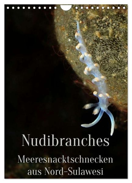 Nudibranches Meeresnacktschnecken aus Nord-Sulawesi (Wandkalender 2026 DIN A4 hoch) CALVENDO Monatskalender