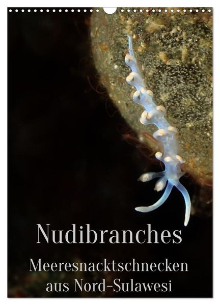 Nudibranches Meeresnacktschnecken aus Nord-Sulawesi (Wandkalender 2026 DIN A3 hoch) CALVENDO Monatskalender
