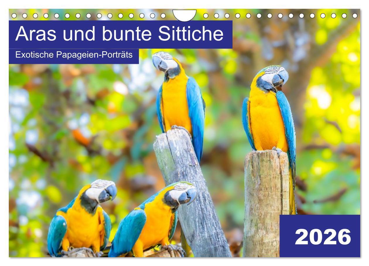 Aras und bunte Sittiche: Exotische Papageien-Porträts (Wandkalender 2026 DIN A4 quer) CALVENDO Monatskalender