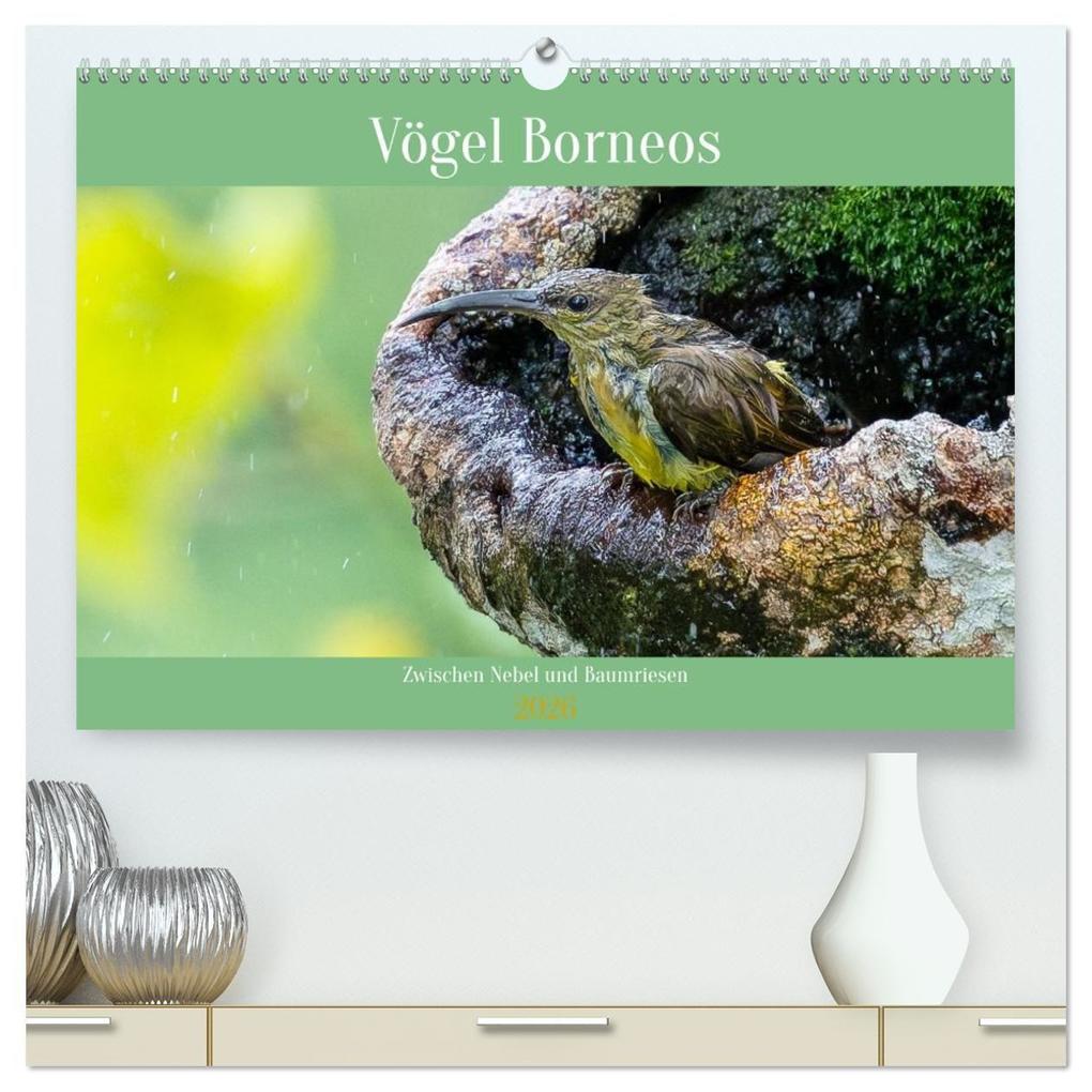 Zwischen Nebel und Baumriesen - Vögel Borneos (hochwertiger Premium Wandkalender 2026 DIN A2 quer) Kunstdruck in Hochglanz