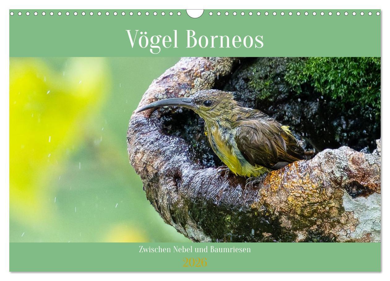 Zwischen Nebel und Baumriesen - Vögel Borneos (Wandkalender 2026 DIN A3 quer) CALVENDO Monatskalender