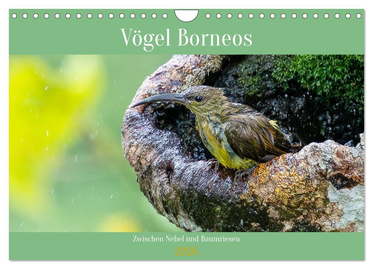 Zwischen Nebel und Baumriesen - Vögel Borneos (Wandkalender 2026 DIN A4 quer) CALVENDO Monatskalender