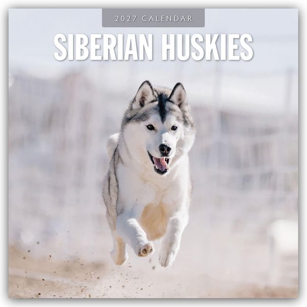Siberian Huskies - Sibirischer Husky - Sibirische Huskys 2027 - 16-Monatskalender