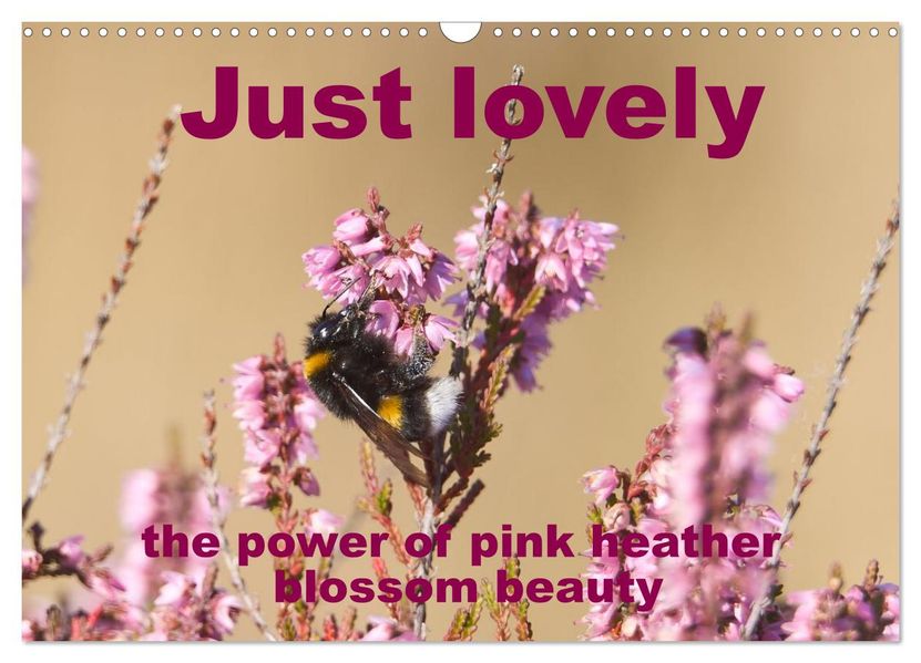 Just lovely - the power of pink heather blossom beauty (Wall Calendar 2026 DIN A3 landscape) CALVENDO 12 Month Wall Calendar