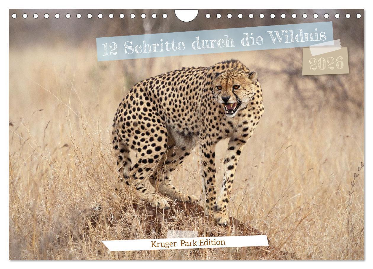 12 Schritte durch die Wildnis Kruger Park Edition (Wandkalender 2026 DIN A4 quer) CALVENDO Monatskalender