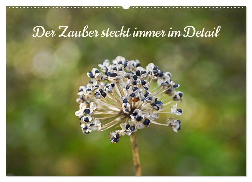 Der Zauber steckt immer im Detail (Wandkalender 2026 DIN A2 quer) CALVENDO Monatskalender