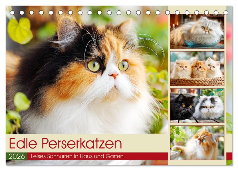 Edle Perserkatzen. Leises Schnurren in Haus und Garten (Tischkalender 2026 DIN A5 quer) CALVENDO Monatskalender