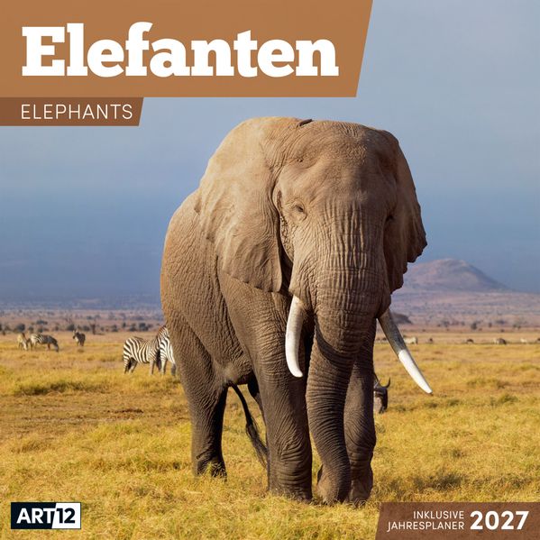 Elefanten Kalender 2027 - 30x30 - Art12