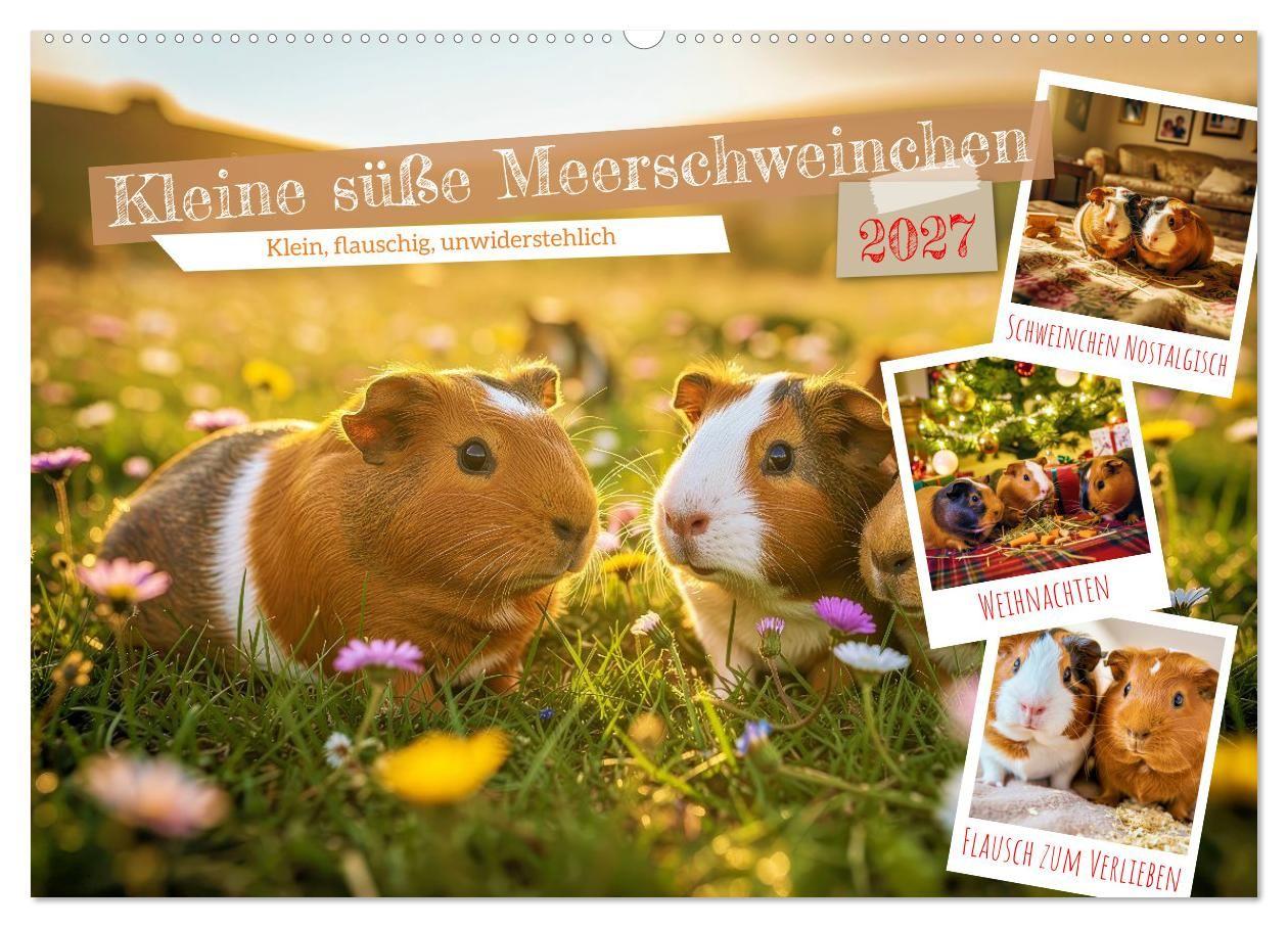 Kleine süße Meerschweinchen (Wandkalender 2027 DIN A2 quer) CALVENDO Monatskalender