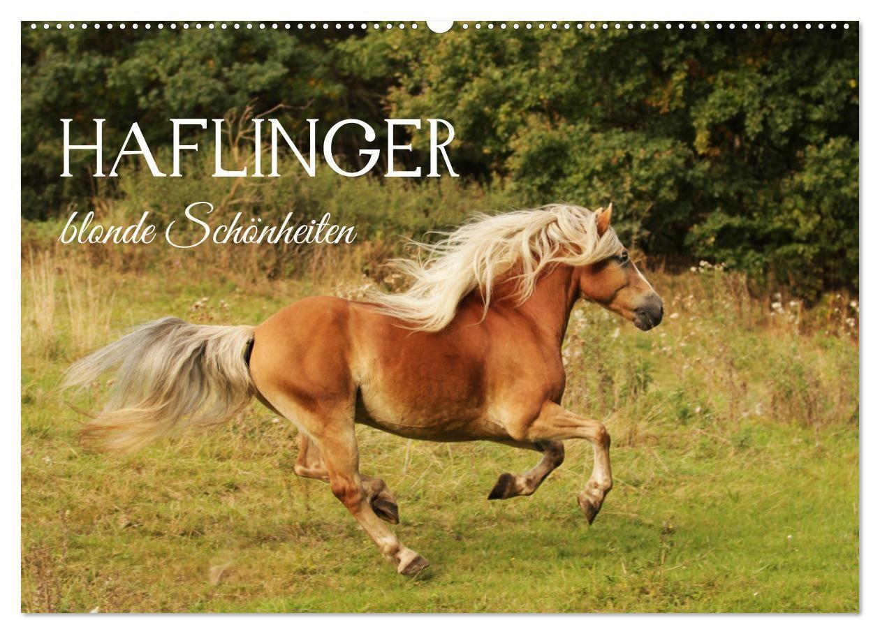 Haflinger - blonde Schönheiten (Wandkalender 2027 DIN A2 quer) CALVENDO Monatskalender