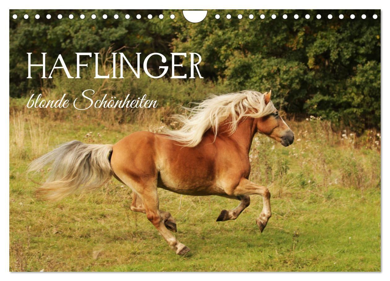 Haflinger - blonde Schönheiten (Wandkalender 2027 DIN A4 quer) CALVENDO Monatskalender