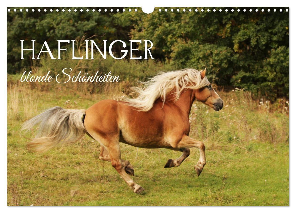 Haflinger - blonde Schönheiten (Wandkalender 2027 DIN A3 quer) CALVENDO Monatskalender