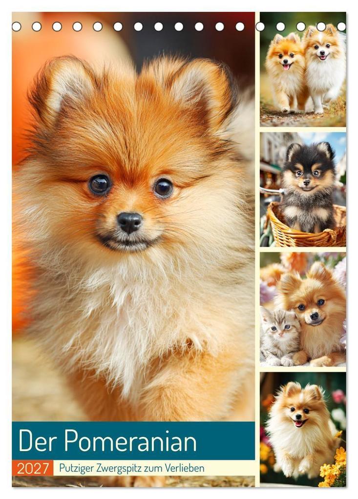 Der Pomeranian. Putziger Zwergspitz zum Verlieben (Tischkalender 2027 DIN A5 hoch) CALVENDO Monatskalender