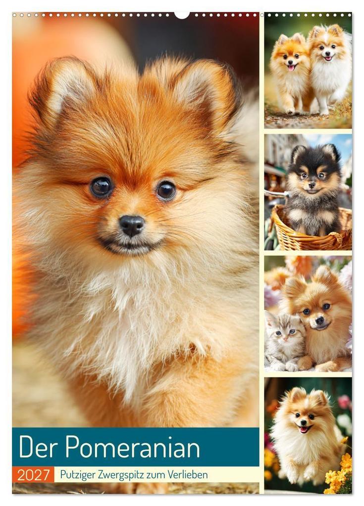 Der Pomeranian. Putziger Zwergspitz zum Verlieben (Wandkalender 2027 DIN A2 hoch) CALVENDO Monatskalender