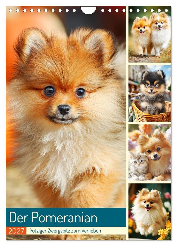 Der Pomeranian. Putziger Zwergspitz zum Verlieben (Wandkalender 2027 DIN A4 hoch) CALVENDO Monatskalender