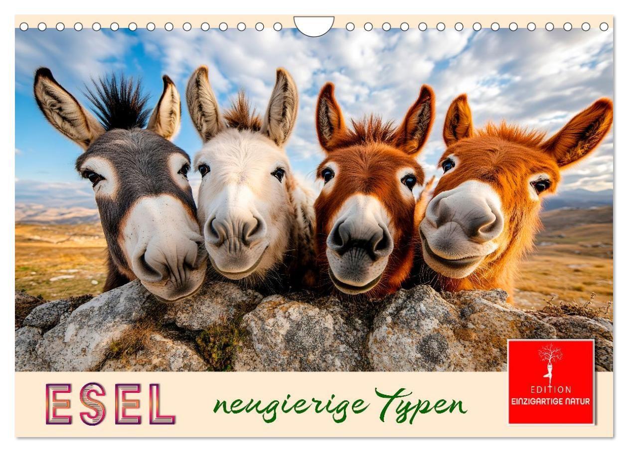 Esel - neugierige Typen (Wandkalender 2027 DIN A4 quer) CALVENDO Monatskalender