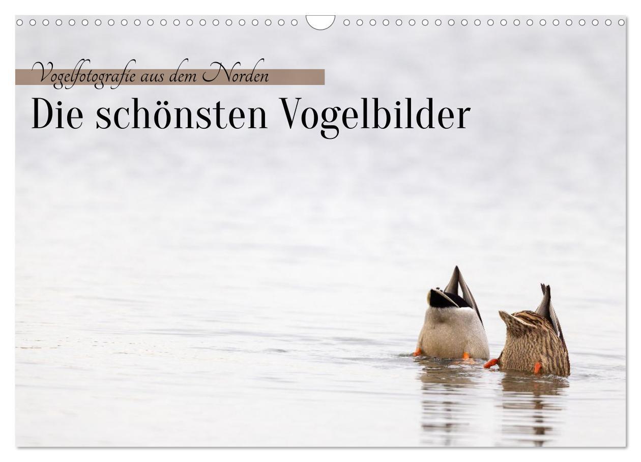 Vogelfotografie aus dem Norden (Wandkalender 2027 DIN A3 quer) CALVENDO Monatskalender