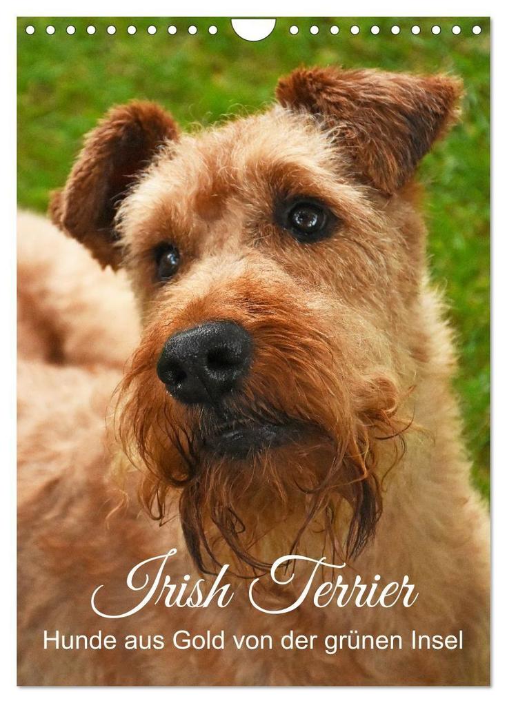 Irish Terrier - Hunde aus Gold von der grünen Insel (Wandkalender 2027 DIN A4 hoch) CALVENDO Monatskalender