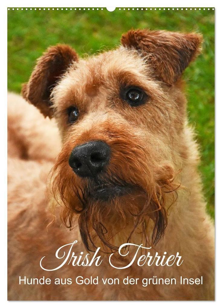Irish Terrier - Hunde aus Gold von der grünen Insel (Wandkalender 2027 DIN A2 hoch) CALVENDO Monatskalender