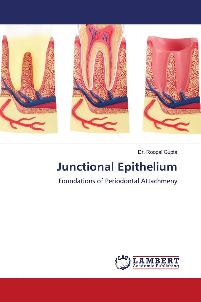 Junctional Epithelium