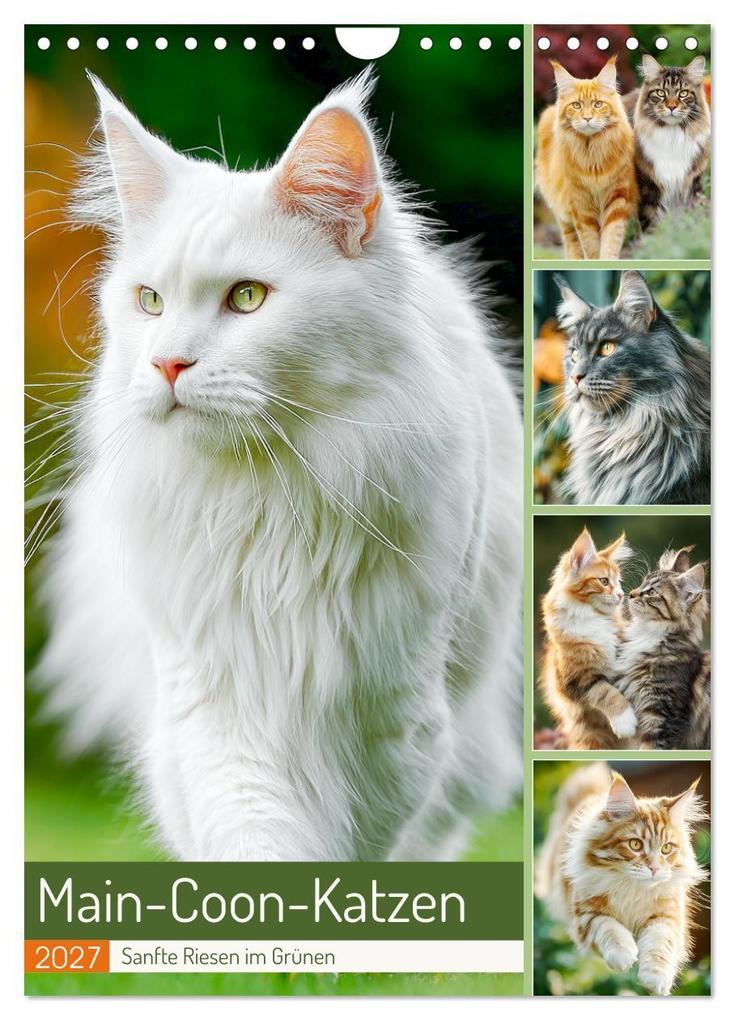 Main-Coon-Katzen. Sanfte Riesen im Grünen (Wandkalender 2027 DIN A4 hoch) CALVENDO Monatskalender