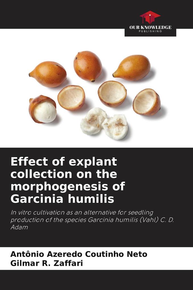 Effect of explant collection on the morphogenesis of Garcinia humilis