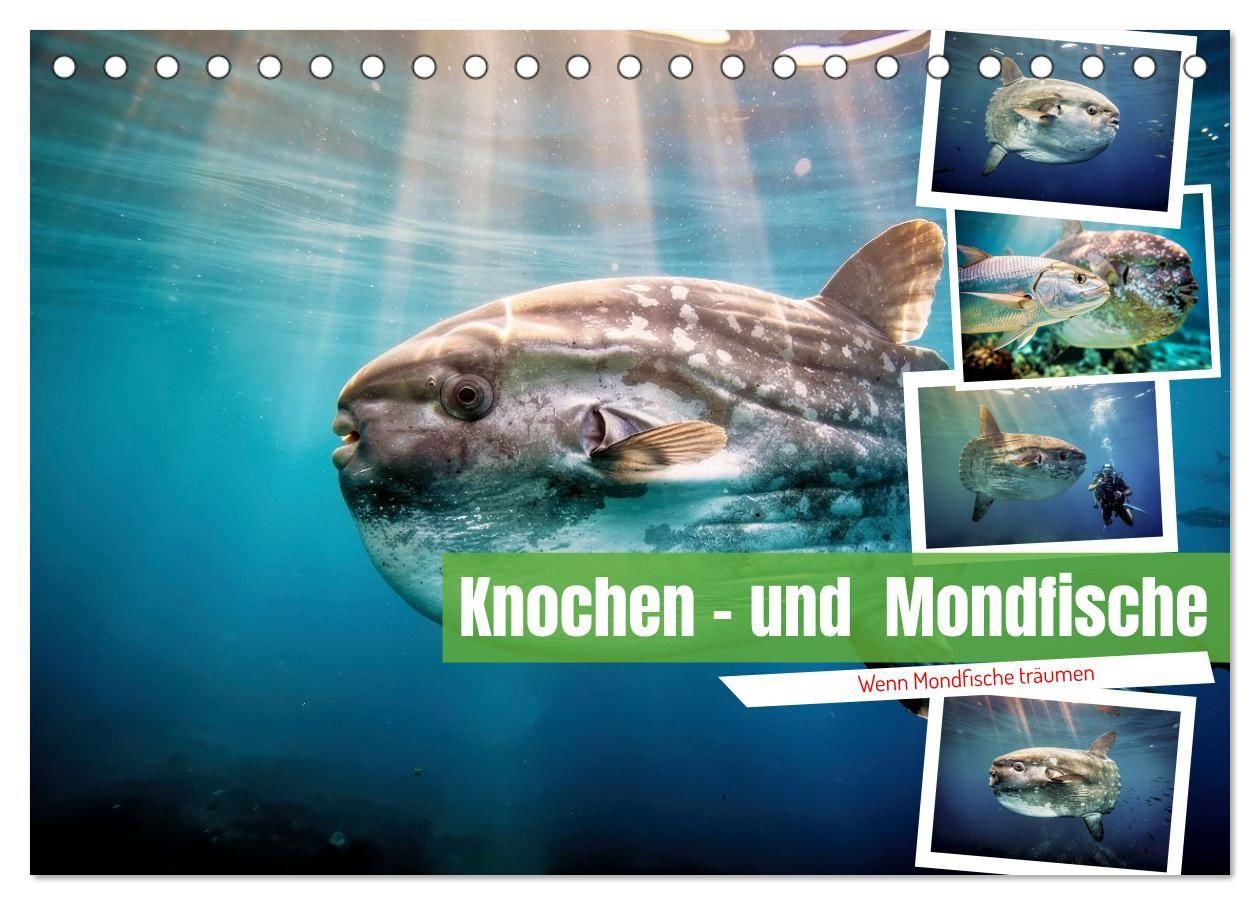 Knochen - und Mondfische (Tischkalender 2027 DIN A5 quer) CALVENDO Monatskalender