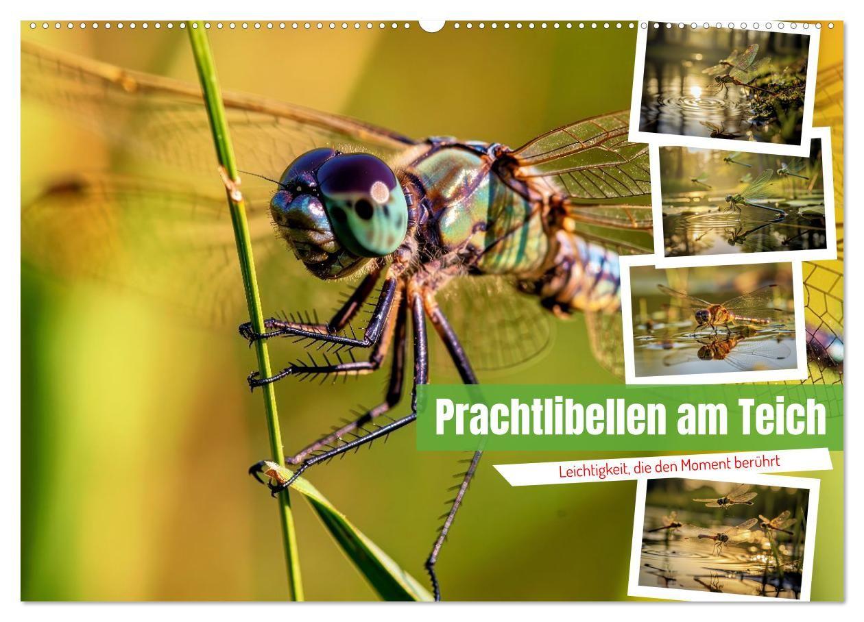 Prachtlibellen am Teich (Wandkalender 2027 DIN A2 quer) CALVENDO Monatskalender