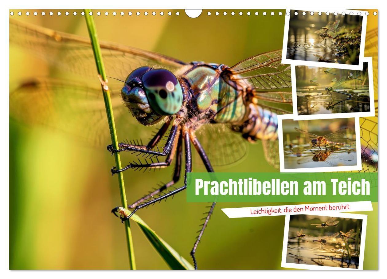 Prachtlibellen am Teich (Wandkalender 2027 DIN A3 quer) CALVENDO Monatskalender