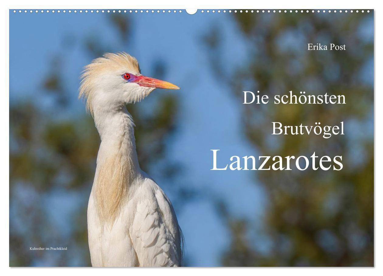 Die schönsten Brutvögel Lanzarotes (Wandkalender 2027 DIN A2 quer) CALVENDO Monatskalender