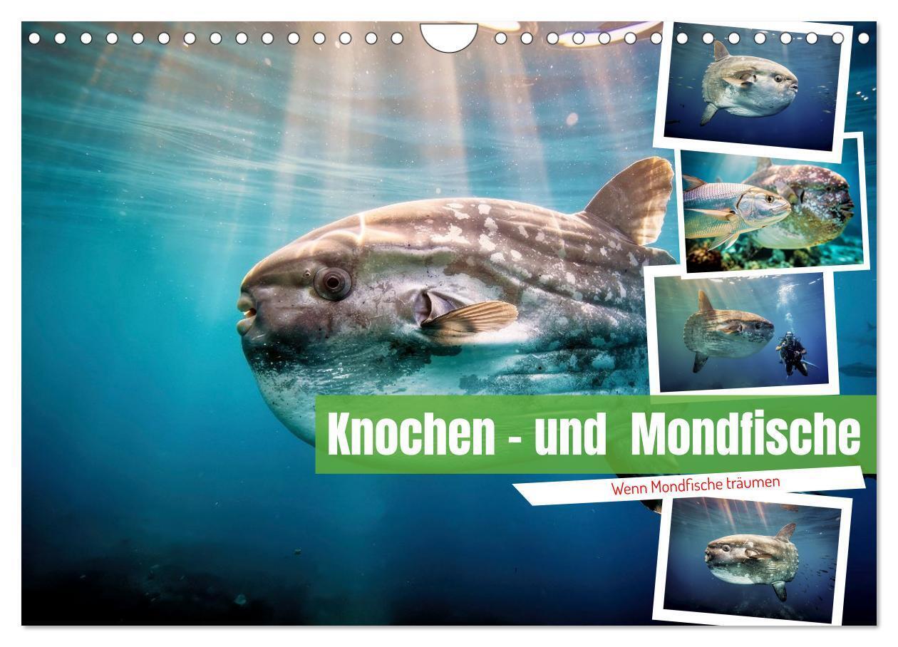 Knochen - und Mondfische (Wandkalender 2027 DIN A4 quer) CALVENDO Monatskalender