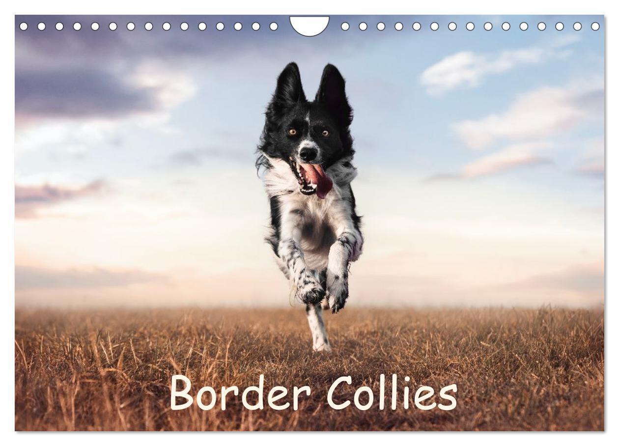 Border Collie Kalender - Ausdrucksstarke Close-up-Portraits durch die Jahreszeiten (Wandkalender 2027 DIN A4 quer) CALVENDO Monatskalender